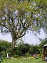 Click image for larger version. 

Name:	The Oak tree.JPG 
Views:	360 
Size:	653.3 KB 
ID:	17137