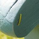 Click image for larger version. 

Name:	GOTM caterpillar.JPG 
Views:	408 
Size:	363.0 KB 
ID:	17139