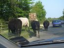 Click image for larger version. 

Name:	1. New Forest traffic jam.JPG 
Views:	490 
Size:	617.1 KB 
ID:	17149