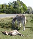 Click image for larger version. 

Name:	6. Donkey nap.JPG 
Views:	683 
Size:	496.2 KB 
ID:	17154