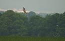 Click image for larger version. 

Name:	Hen_harrier_female_P5025067.jpg 
Views:	243 
Size:	66.7 KB 
ID:	17202