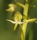 Click image for larger version. 

Name:	Lesser_Butterfly_Orchid_P5045637.jpg 
Views:	607 
Size:	79.9 KB 
ID:	17221
