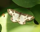 Click image for larger version. 

Name:	Clouded_border_moth_P5066044.jpg 
Views:	373 
Size:	147.9 KB 
ID:	17239