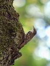 Click image for larger version. 

Name:	treecreeper_P5086316.jpg 
Views:	210 
Size:	75.3 KB 
ID:	17303