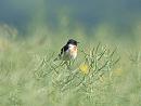 Click image for larger version. 

Name:	stonechat_P5096622.jpg 
Views:	245 
Size:	69.3 KB 
ID:	17318