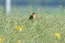 Click image for larger version. 

Name:	stonechat_P5096643.jpg 
Views:	237 
Size:	91.7 KB 
ID:	17320