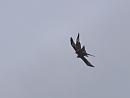 Click image for larger version. 

Name:	SH9524 -1105 15-Pair of Redkites.jpg 
Views:	250 
Size:	328.9 KB 
ID:	17355