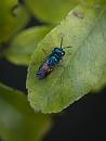 Click image for larger version. 

Name:	SH0216 -1105 29-Ruby-tailed wasp Jewel Wasp.jpg 
Views:	395 
Size:	375.5 KB 
ID:	17443
