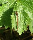 Click image for larger version. 

Name:	Large Red Damselfly TVB.JPG 
Views:	185 
Size:	375.2 KB 
ID:	17462