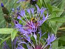 Click image for larger version. 

Name:	Bumblebee on Centaurea  (poss. Pratorum) TVB.JPG 
Views:	185 
Size:	550.2 KB 
ID:	17464