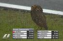 Click image for larger version. 

Name:	Interlagos Owl.jpg 
Views:	3283 
Size:	39.9 KB 
ID:	17545