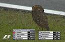 Click image for larger version. 

Name:	Interlagos Owl.jpg 
Views:	3278 
Size:	39.9 KB 
ID:	17545