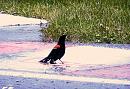 Click image for larger version. 

Name:	Red-winged Blackbird  1.JPG 
Views:	296 
Size:	498.2 KB 
ID:	17546