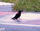 Click image for larger version. 

Name:	Red-winged Blackbird 2.JPG 
Views:	663 
Size:	552.6 KB 
ID:	17547