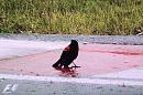 Click image for larger version. 

Name:	Red-winged Blackbird  3.JPG 
Views:	535 
Size:	508.9 KB 
ID:	17548