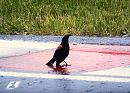 Click image for larger version. 

Name:	Red-winged Blackbird  4.JPG 
Views:	387 
Size:	487.9 KB 
ID:	17549