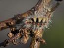 Click image for larger version. 

Name:	SH1592 -1106 22 -Vapourer Moth Caterpillar-Orgyia antiqua.jpg 
Views:	240 
Size:	469.8 KB 
ID:	17602