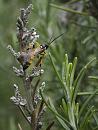Click image for larger version. 

Name:	SH1519 -1106 22-poss Ichneumon wasp - Amblyteles armatorius.jpg 
Views:	236 
Size:	444.2 KB 
ID:	17605