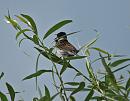 Click image for larger version. 

Name:	reed_bunting_P7027759.jpg 
Views:	550 
Size:	107.4 KB 
ID:	17644