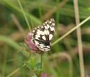 Click image for larger version. 

Name:	marbled_white_P7027718.jpg 
Views:	495 
Size:	97.4 KB 
ID:	17646