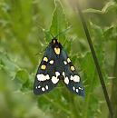 Click image for larger version. 

Name:	scarlet_Tiger_Moth_P7027864.jpg 
Views:	497 
Size:	92.0 KB 
ID:	17647