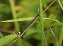Click image for larger version. 

Name:	Damselfly_P7027603.jpg 
Views:	491 
Size:	85.2 KB 
ID:	17648