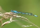Click image for larger version. 

Name:	Damselfly_P7027557.jpg 
Views:	482 
Size:	142.3 KB 
ID:	17649