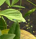 Click image for larger version. 

Name:	Damselfly.JPG 
Views:	388 
Size:	111.2 KB 
ID:	17730