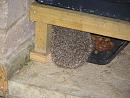 Click image for larger version. 

Name:	Monty Hedgehog eating mealworms and cat biscs.JPG 
Views:	504 
Size:	141.0 KB 
ID:	17789