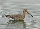 Click image for larger version. 

Name:	godwit3.jpg 
Views:	454 
Size:	36.3 KB 
ID:	17792