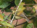 Click image for larger version. 

Name:	Chiffchaff_P8041240.jpg 
Views:	157 
Size:	128.9 KB 
ID:	17842