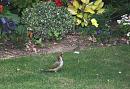 Click image for larger version. 

Name:	Green Woodpecker  3.JPG 
Views:	369 
Size:	489.0 KB 
ID:	17851