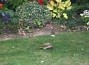 Click image for larger version. 

Name:	Green Woodpecker  4.JPG 
Views:	358 
Size:	494.7 KB 
ID:	17852