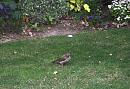 Click image for larger version. 

Name:	Green Woodpecker 5.JPG 
Views:	361 
Size:	570.3 KB 
ID:	17853