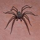 Click image for larger version. 

Name:	House Spider 2.jpg 
Views:	48908 
Size:	319.9 KB 
ID:	1795
