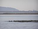 Click image for larger version. 

Name:	Gulls and Knots on the peninsula.JPG 
Views:	610 
Size:	309.9 KB 
ID:	17997