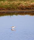 Click image for larger version. 

Name:	Redshank (poss. Spotted) in water.jpg 
Views:	676 
Size:	230.1 KB 
ID:	18000