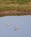 Click image for larger version. 

Name:	Two Redshanks (poss. Spotted).JPG 
Views:	679 
Size:	294.8 KB 
ID:	18001