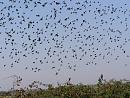 Click image for larger version. 

Name:	Robin spooked by Starlings.JPG 
Views:	774 
Size:	486.7 KB 
ID:	18004