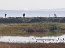 Click image for larger version. 

Name:	Avocet in middle b.jpg 
Views:	694 
Size:	287.3 KB 
ID:	18005