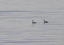 Click image for larger version. 

Name:	Great Crested Grebes.JPG 
Views:	680 
Size:	235.2 KB 
ID:	18008