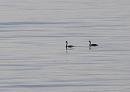 Click image for larger version. 

Name:	Great Crested Grebes.JPG 
Views:	676 
Size:	235.2 KB 
ID:	18008