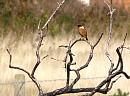 Click image for larger version. 

Name:	Mr Stonechat c.jpg 
Views:	675 
Size:	153.8 KB 
ID:	18010