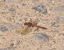Click image for larger version. 

Name:	Common Darter.JPG 
Views:	626 
Size:	361.2 KB 
ID:	18011