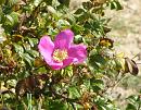 Click image for larger version. 

Name:	Wild rose.jpg 
Views:	610 
Size:	306.3 KB 
ID:	18014