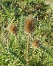 Click image for larger version. 

Name:	Teasel.JPG 
Views:	652 
Size:	402.4 KB 
ID:	18016