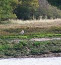 Click image for larger version. 

Name:	Curlew or Whimbrel 1.jpg 
Views:	478 
Size:	265.1 KB 
ID:	18072