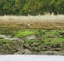 Click image for larger version. 

Name:	Curlew or Whimbrel 2.JPG 
Views:	468 
Size:	331.8 KB 
ID:	18073