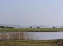 Click image for larger version. 

Name:	4. Ponies graze amongst Lapwings, Brent Geese and others. Mudeford Quay in the background..JPG 
Views:	625 
Size:	247.4 KB 
ID:	18089