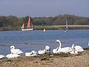 Click image for larger version. 

Name:	7. Mute Swans at the edge of the Avon-Stour confluence.JPG 
Views:	591 
Size:	315.8 KB 
ID:	18092